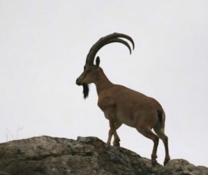 دستگیری سه متخلف به اتهام شکار در راین